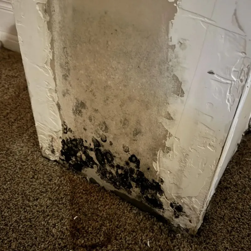 Professional Mold Removal in Southaven, MS